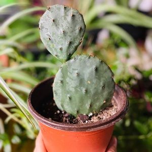 #1 - Opuntia “Prickly Pear” Cactus - 5.5 inch pot